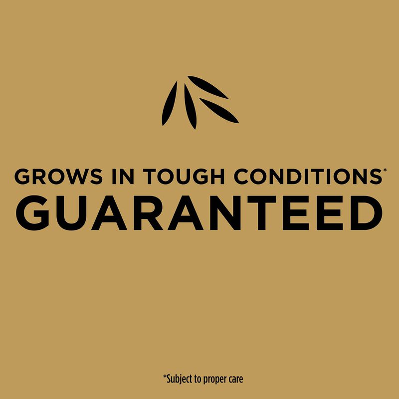 Scotts&reg; EZ Seed&reg; Patch & Repair Bermudagrass image number null