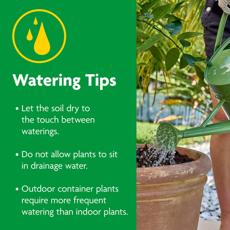 Miracle-Gro&reg; Cactus, Palm & Citrus Potting Mix image number null