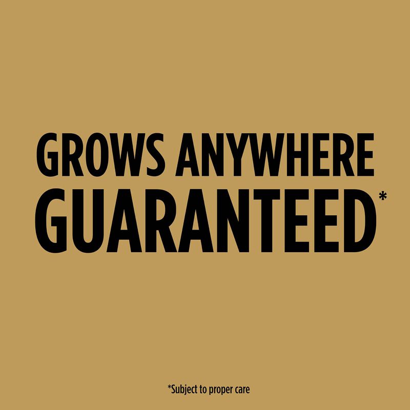 Scotts&reg; EZ Seed&reg; Dog Spot Repair Sun and Shade image number null