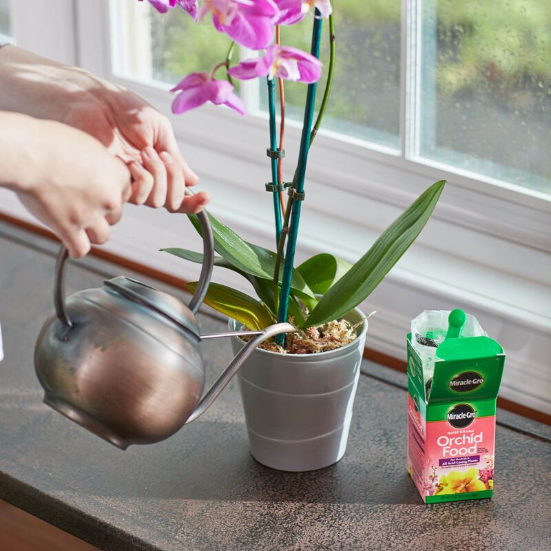 Miracle-Gro&reg; Water Soluble Orchid Food image number null