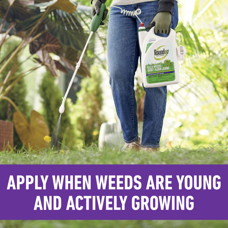 Roundup&reg; for Lawns₄ Ready-To-Use (Southern) image number null