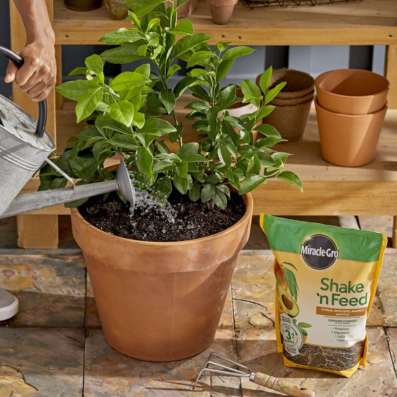 Miracle-Gro&reg; Shake 'n Feed Citrus, Avocado and Mango Plant Food image number null