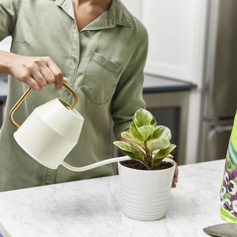 Miracle-Gro&reg; Perlite image number null