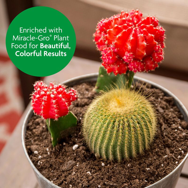 Miracle-Gro&reg; Cactus, Palm & Citrus Potting Mix image number null