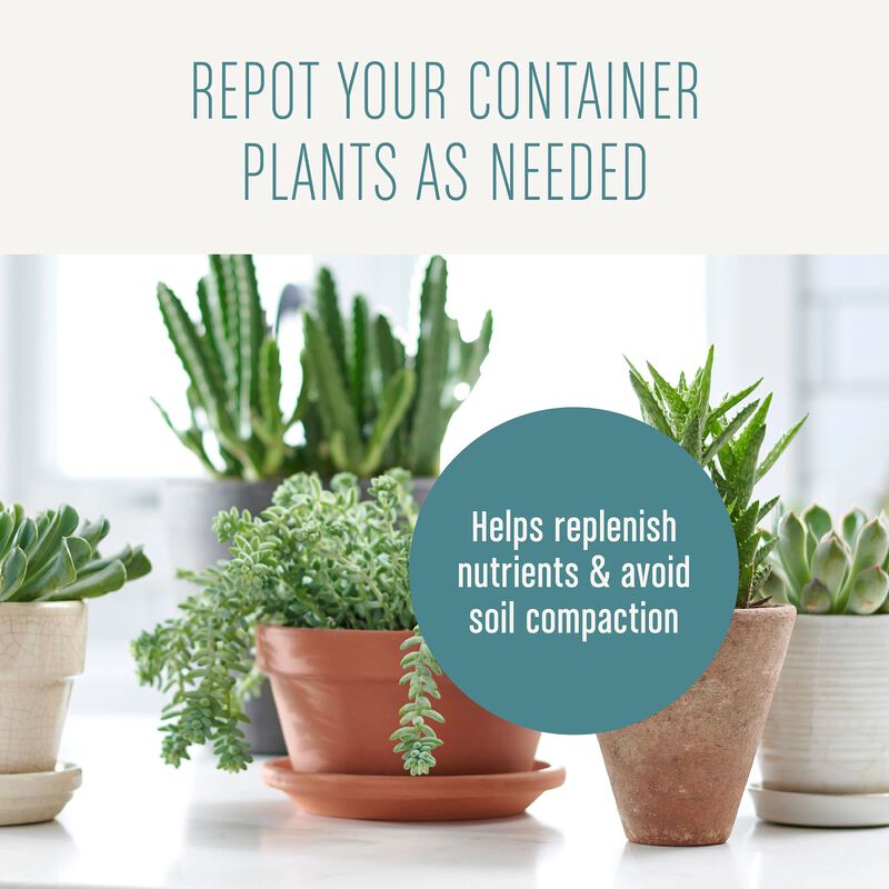 Miracle-Gro&reg; Succulent Potting Mix image number null