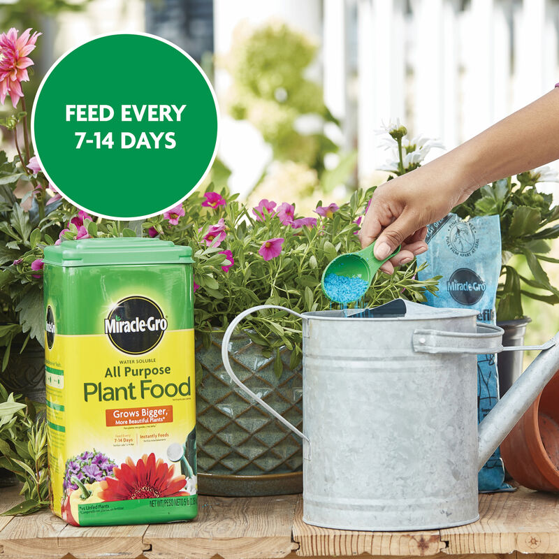 Miracle-Gro&reg; Water Soluble All Purpose Plant Food image number null
