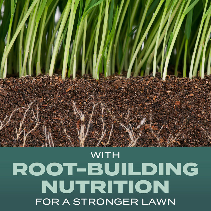 Scotts&reg; Turf Builder&reg; Grass Seed Dense Shade Mix image number null