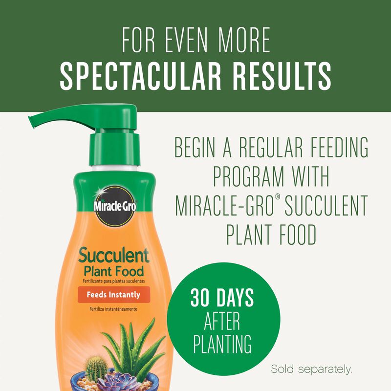 Miracle-Gro&reg; Succulent Potting Mix image number null