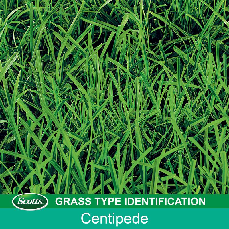 Scotts&reg; Turf Builder&reg; Grass Seed Centipede Grass Seed & Mulch image number null