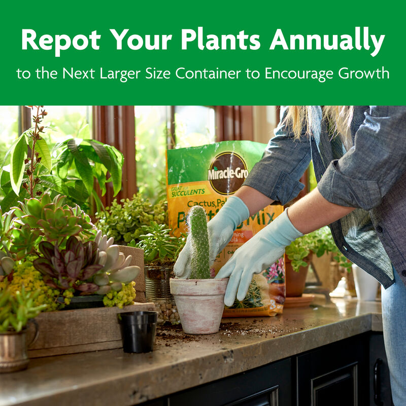 Miracle-Gro&reg; Cactus, Palm & Citrus Potting Mix image number null