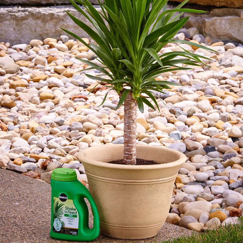 Miracle-Gro&reg; Shake 'N Feed Palm Plant Food image number null