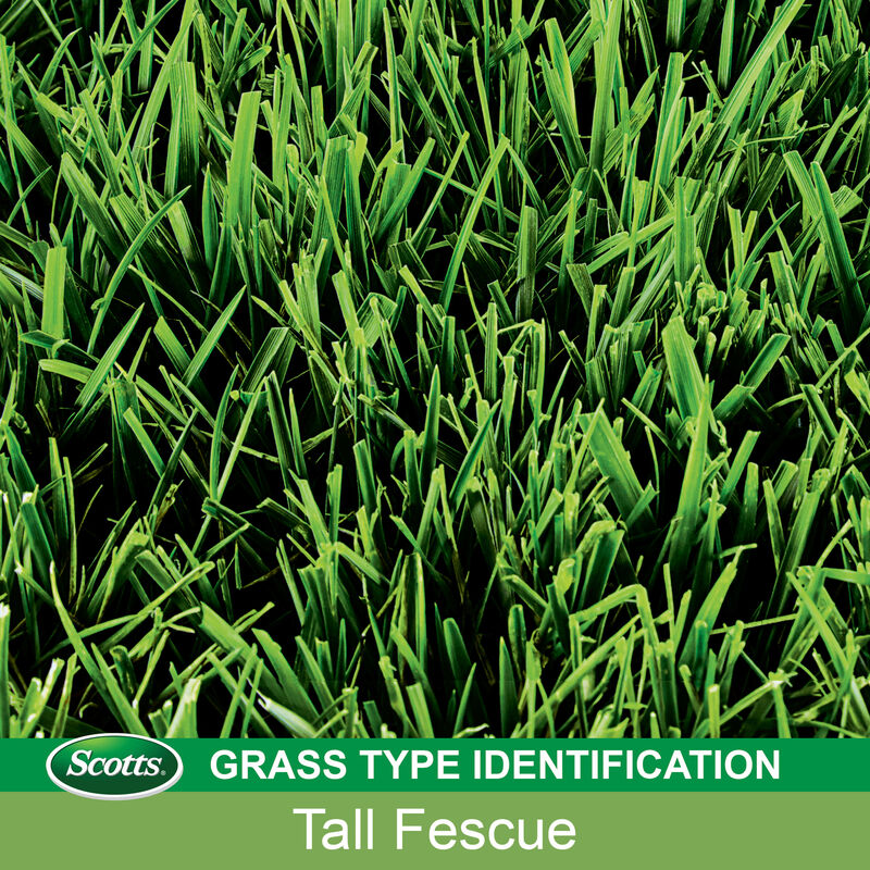 Scotts&reg; EZ Seed&reg; Patch & Repair Tall Fescue Lawns image number null