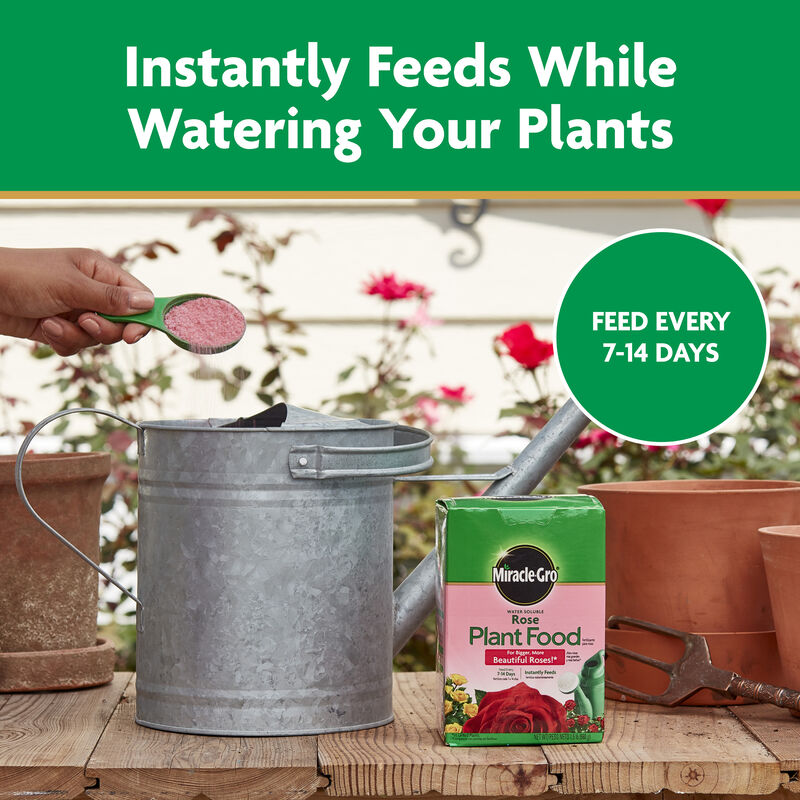 Miracle-Gro&reg; Water Soluble Rose Plant Food image number null