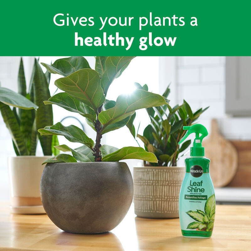Miracle-Gro&reg; Leaf Shine image number null