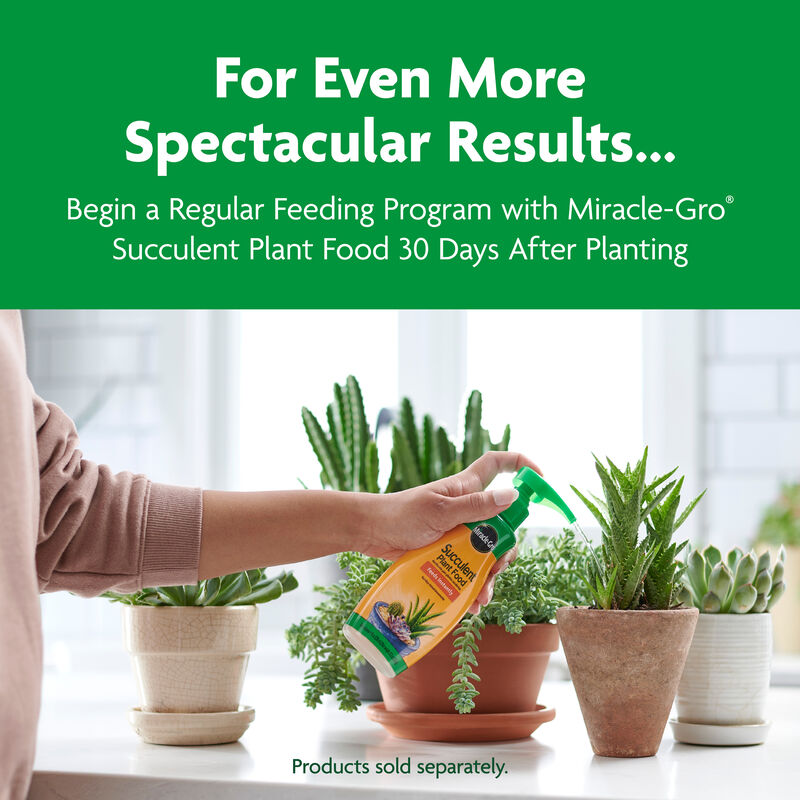 Miracle-Gro&reg; Cactus, Palm & Citrus Potting Mix image number null