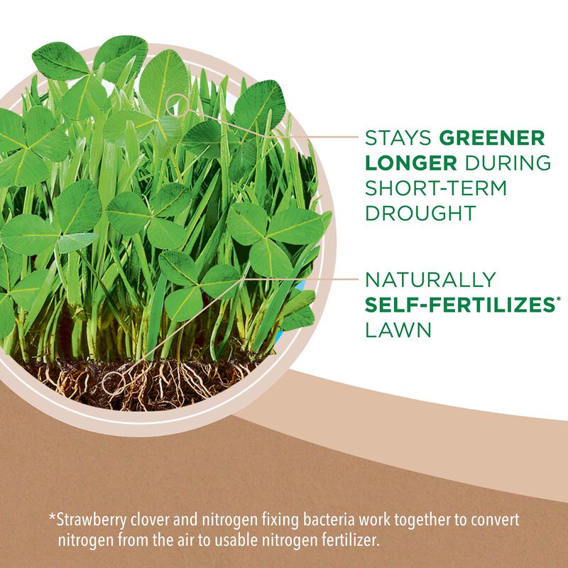 Scotts&reg; Turf Builder&reg; Clover Lawn image number null