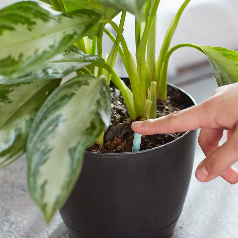 Miracle-Gro&reg; Indoor Plant Food Spikes image number null