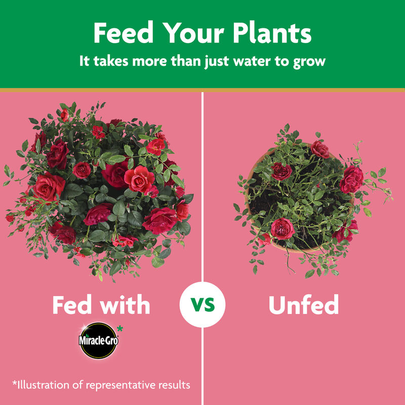 Miracle-Gro&reg; Water Soluble Rose Plant Food image number null