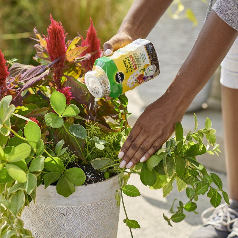 Miracle-Gro&reg; Water Soluble All Purpose and Shake 'N Feed Plant Food Bundle image number null