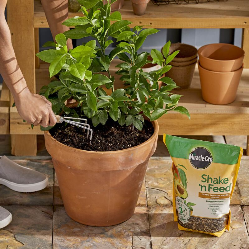 Miracle-Gro&reg; Shake 'n Feed Citrus, Avocado and Mango Plant Food image number null
