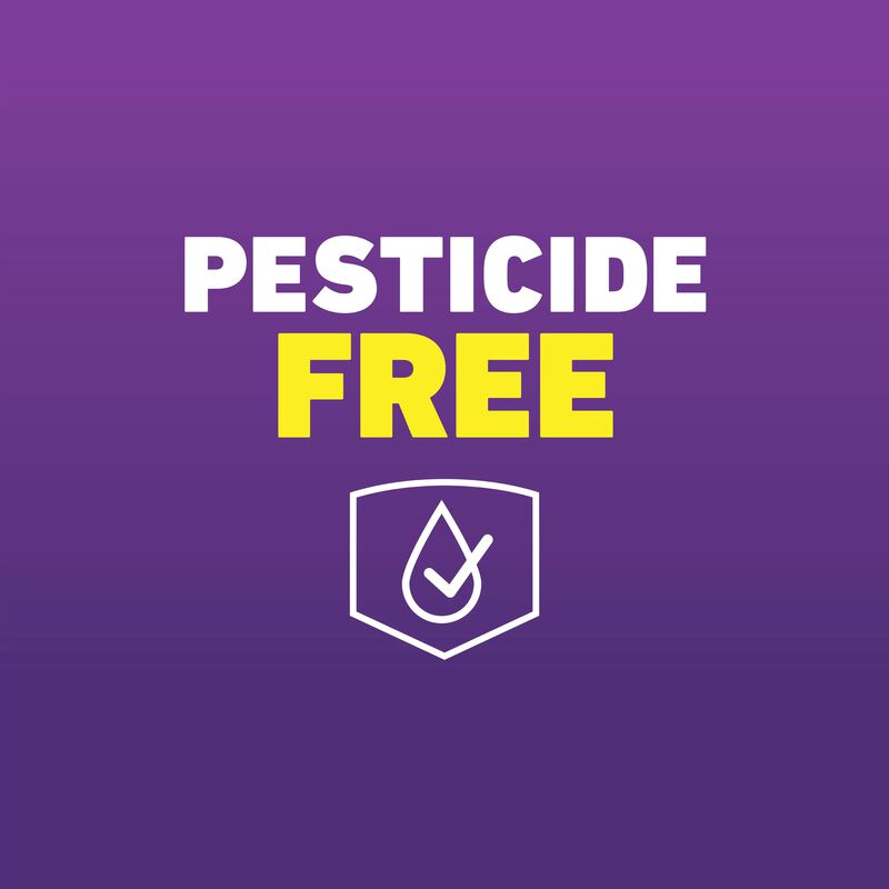 Ortho&reg; Home Defense&reg; MAX&reg; Bed Bug Trap image number null