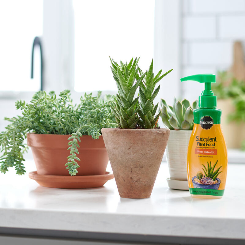 Miracle-Gro&reg; Succulent Plant Food image number null