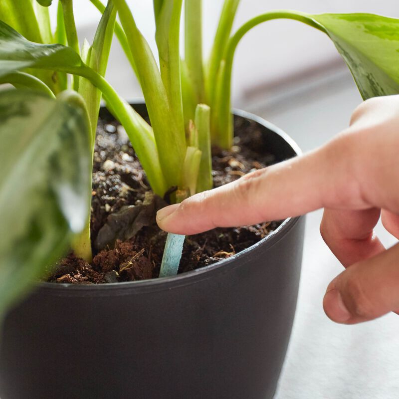 Miracle-Gro&reg; Indoor Plant Food Spikes image number null